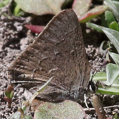 Satyrium tetra