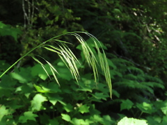 Bromus vulgaris