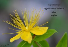 Hypericum hircinum majus