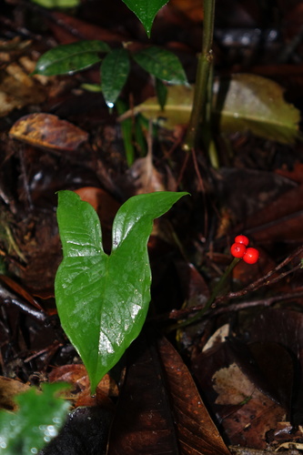 Arophyton rhizomatosum image