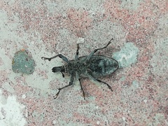 Scaphomorphus