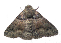 Pericyma atrifusa