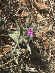 Tradescantia crassifolia