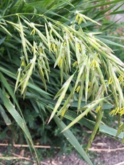 Bromus inermis