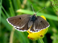 Aricia morronensis
