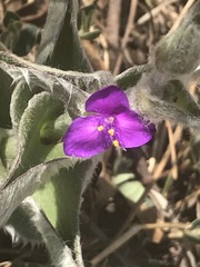 Tradescantia crassifolia