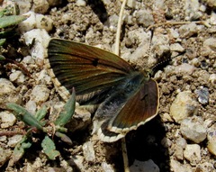 Aricia morronensis