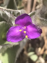 Tradescantia crassifolia