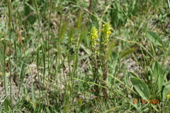 Orthocarpus luteus