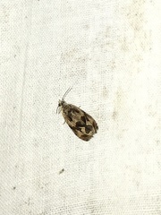 Olethreutes tilianum