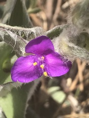 Tradescantia crassifolia