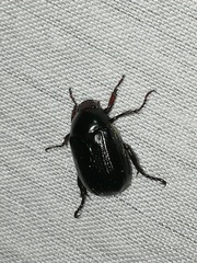 Paranomala cincta
