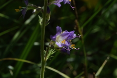 Polemonium occidentale occidentale