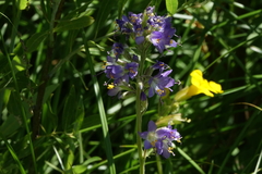 Polemonium occidentale occidentale