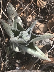 Tradescantia crassifolia
