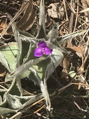 Tradescantia crassifolia