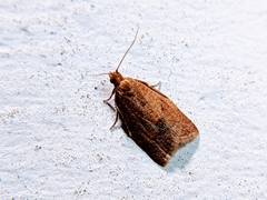Clepsis consimilana
