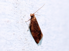 Clepsis consimilana