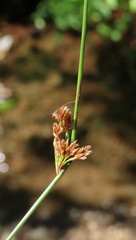 Juncus laccatus