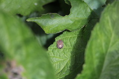 Dyroderes umbraculatus