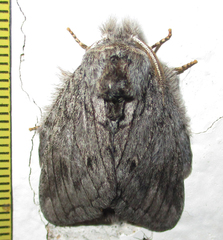 Desmeocraera basalis