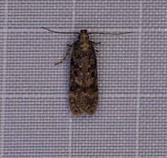 Chionodes thoraceochrella