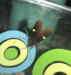 Aclytia