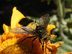 Xanthoepalpus bicolor