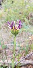 Townsendia formosa