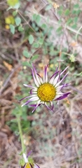 Townsendia formosa