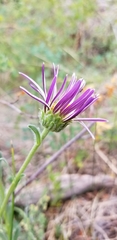 Townsendia formosa