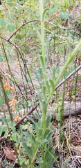 Townsendia formosa