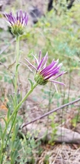 Townsendia formosa
