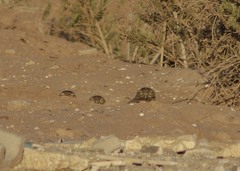 Athene cunicularia