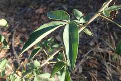 Searsia transvaalensis