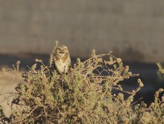 Athene cunicularia