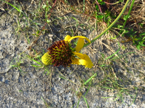 Image of Rudbeckia texana by (c) Annika Lindqvist, some rights reserved (CC BY)