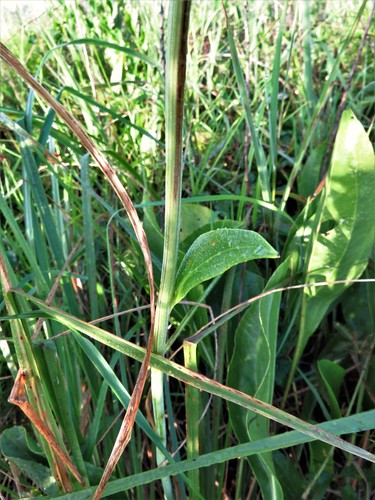 Image of Rudbeckia texana by (c) Annika Lindqvist, some rights reserved (CC BY)