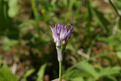 Allium brevistylum