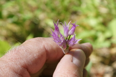 Allium brevistylum