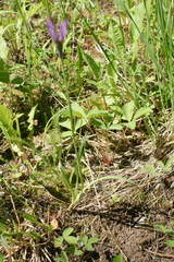 Allium brevistylum