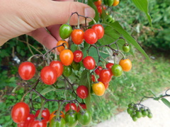 Solanum dulcamara