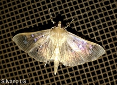 Microthyris anormalis