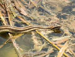 Nerodia clarkii clarkii