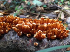 Xylobolus spectabilis