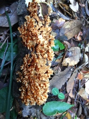 Xylobolus spectabilis