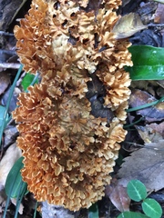 Xylobolus spectabilis