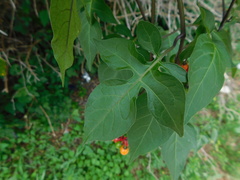 Solanum dulcamara