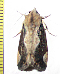 Hypocala rostrata
