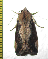 Hypocala rostrata